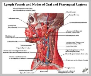 Leftside Left Side Of Body Anatomy