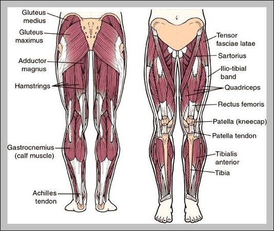 leg anatomy pictures