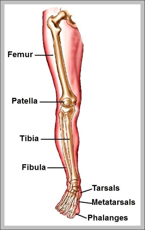 leg bones picture