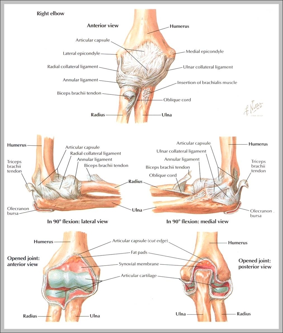 ligaments of elbow