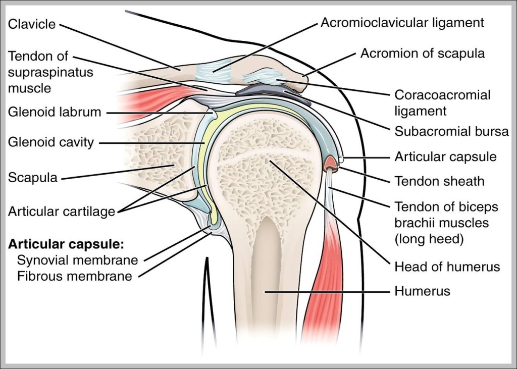 ligaments-of-the-shoulder-joint-graph-diagram