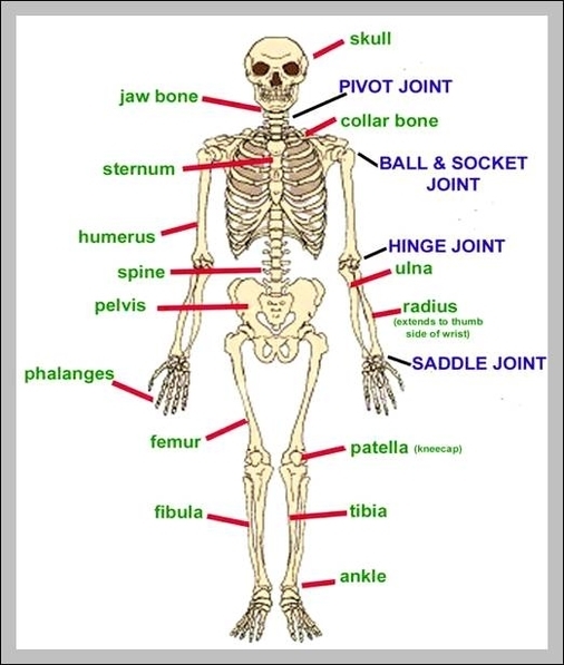 list of joints in the human body