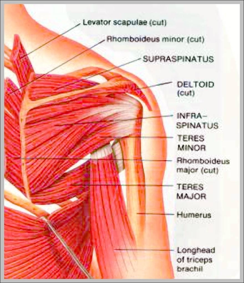 list of shoulder muscles