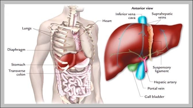 liver location on human body