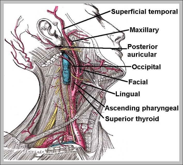 location of carotid artery