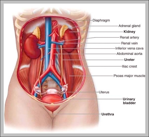 location of liver in human anatomy