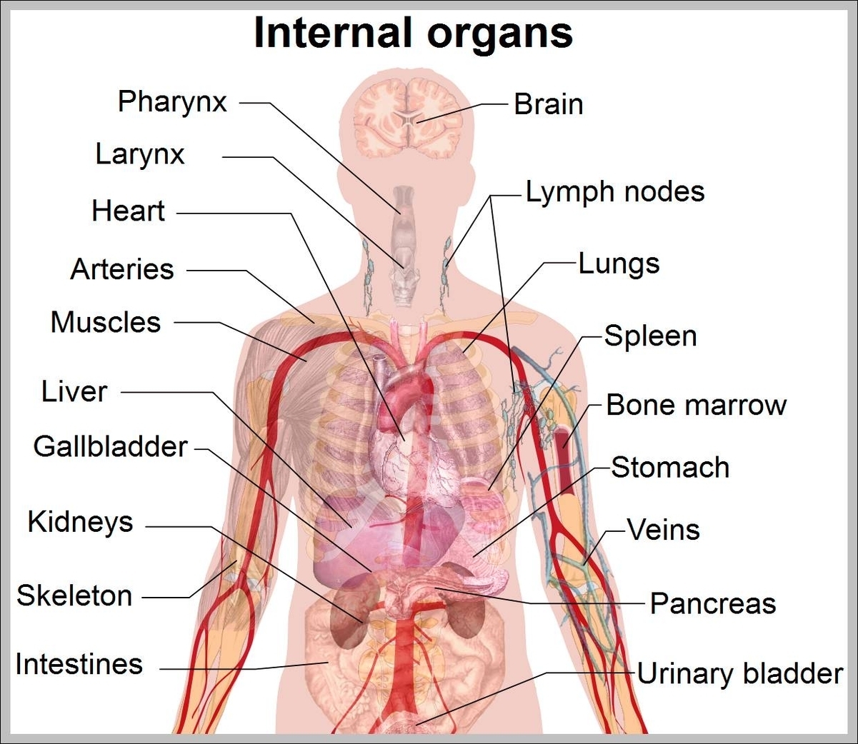 location of organs