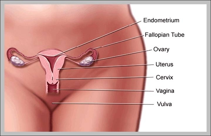location of ovaries in human body