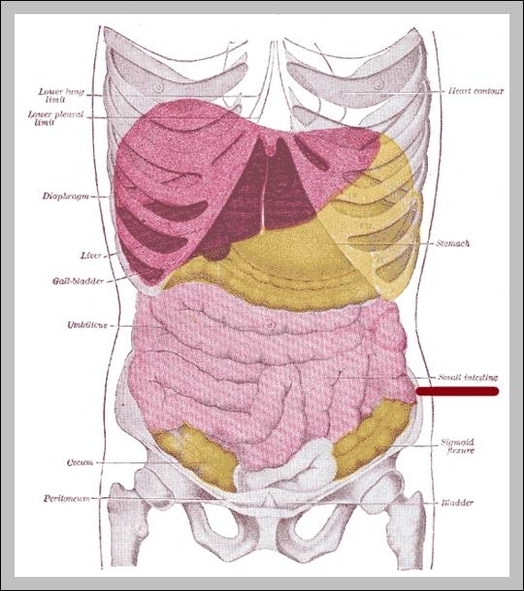 location of small intestine