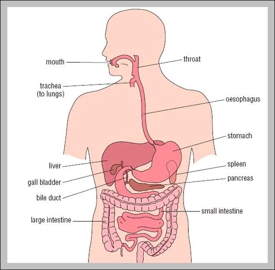 location of stomach 2