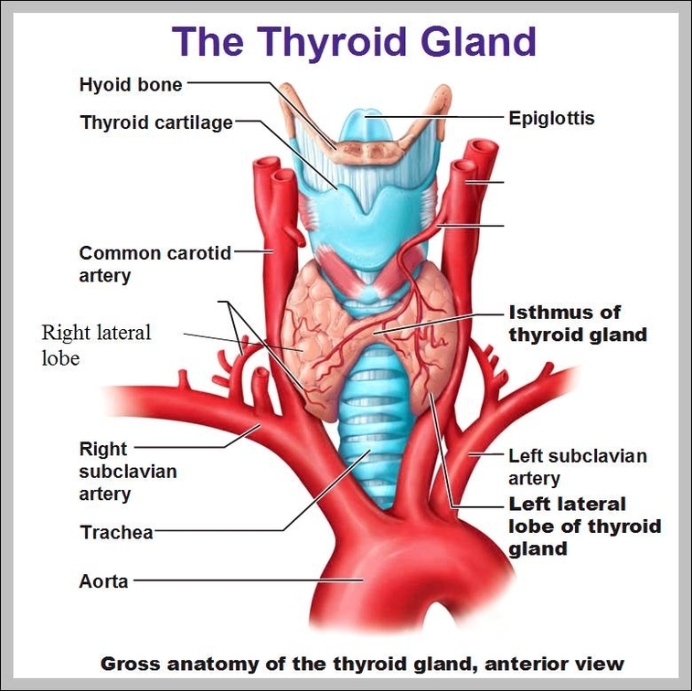 location of thyroid and parathyroid glands