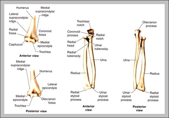 lower arm bones