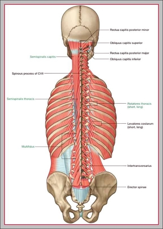 lower back muscle anatomy diagram