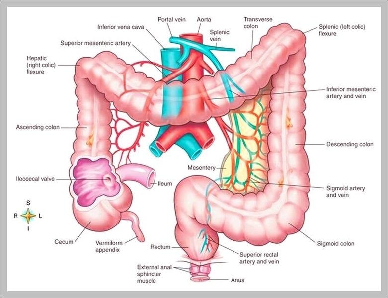 lower intestine