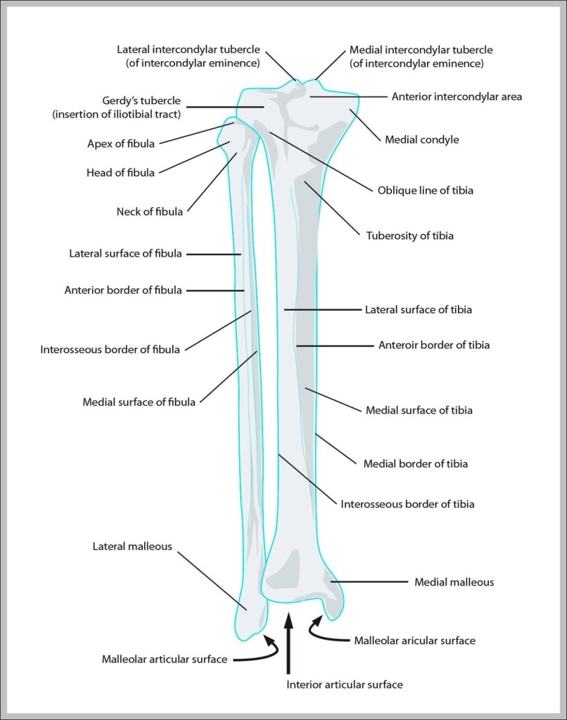 Lower leg bones – Graph Diagram