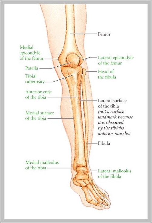 lower leg bones anatomy