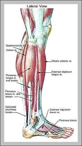 lower leg muscles anatomy