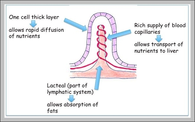 lymph capillaries function