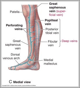 Lymph nodes in legs diagram - Graph Diagram