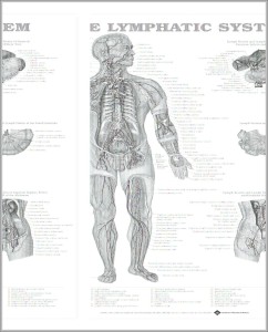 lymphatic system – Graph Diagram