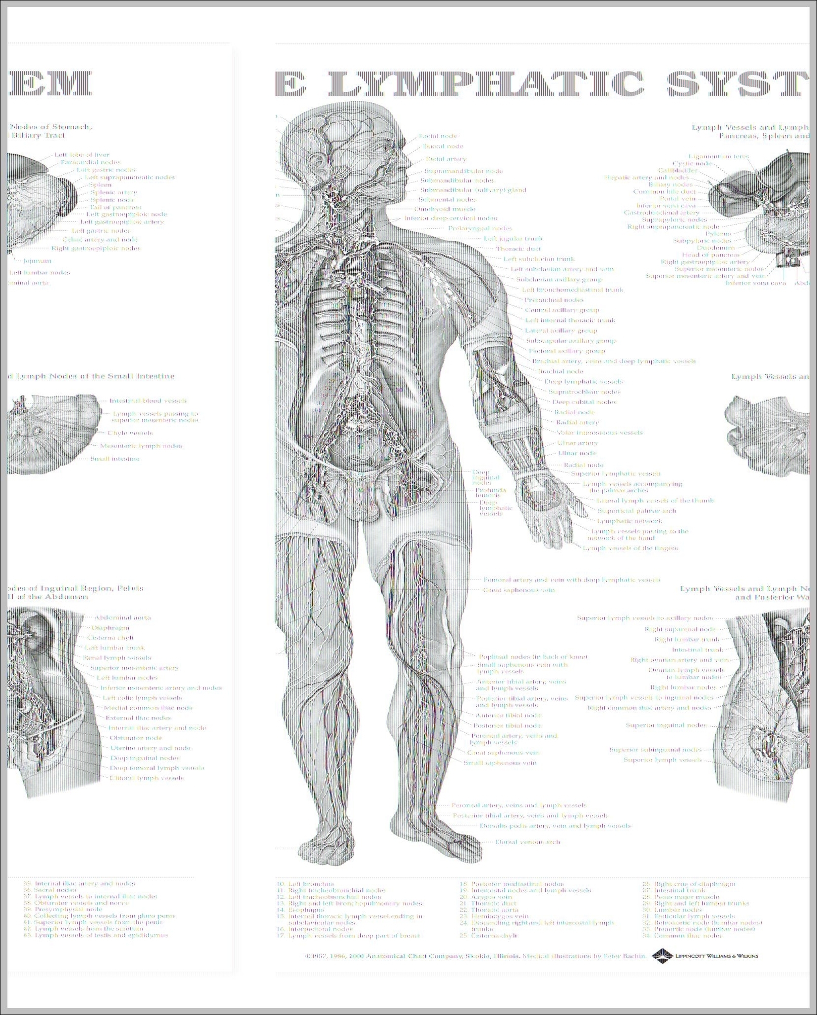 lymphatic system pictures