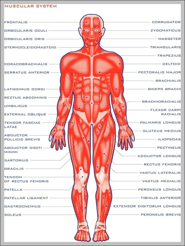 major function of muscular system