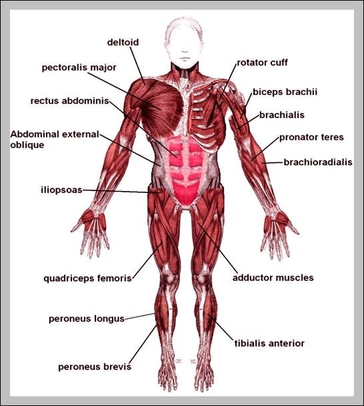 major muscle diagram
