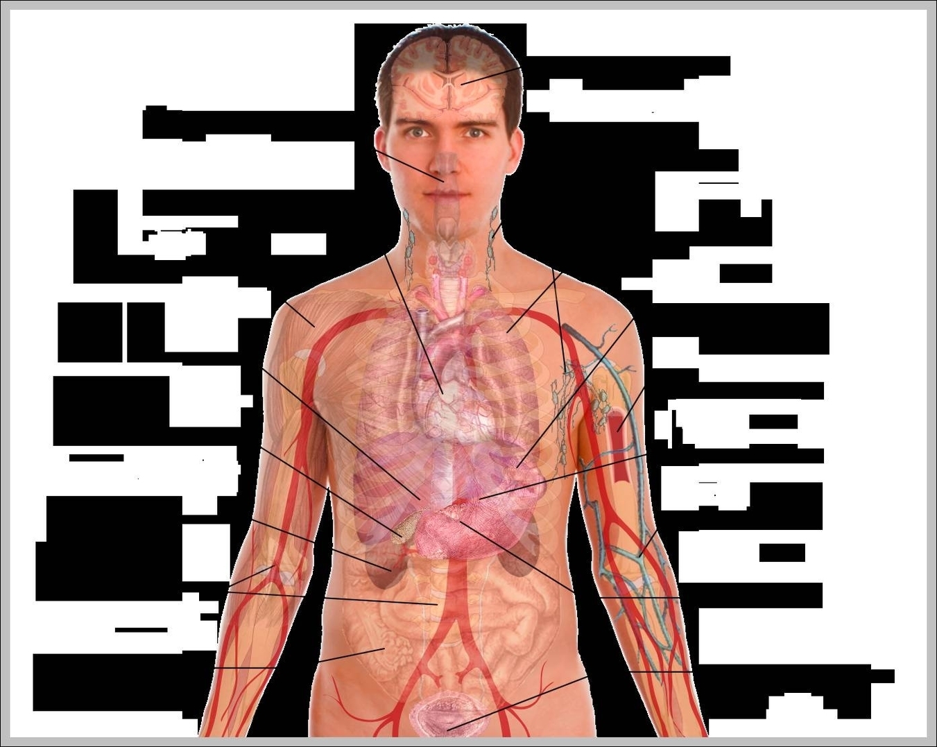 male body organs diagram