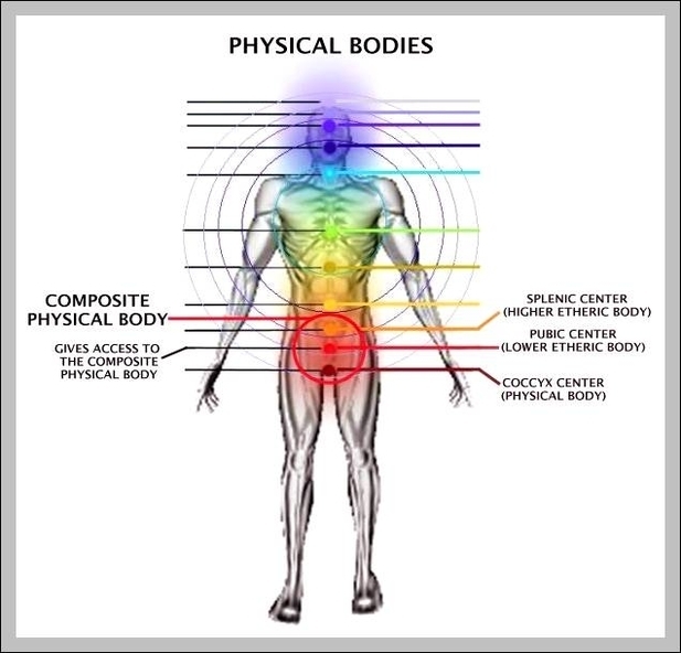 male body parts diagram