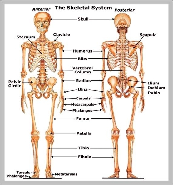 male internal organs diagram