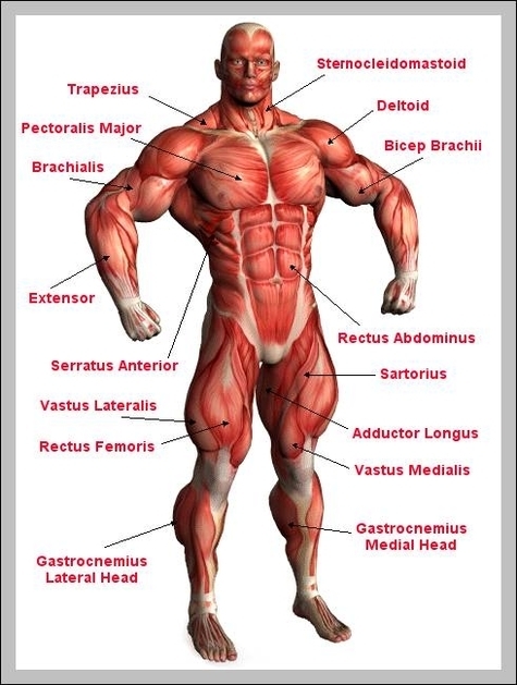 male muscular anatomy
