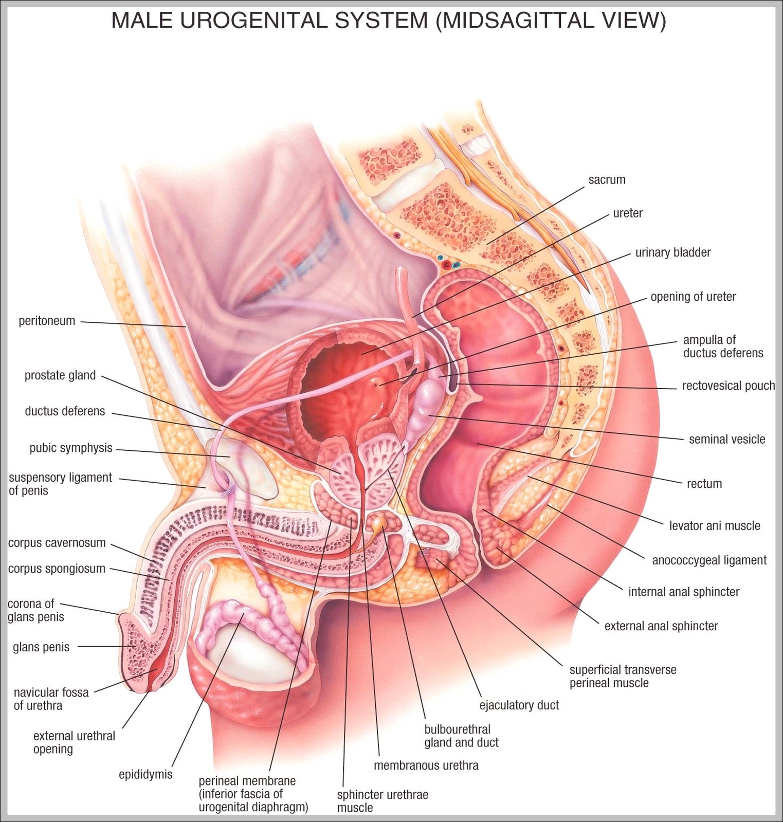 map of human body organs