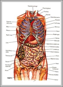 Map of human organs – Graph Diagram