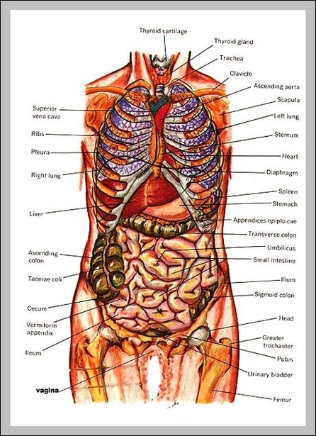 map of human organs