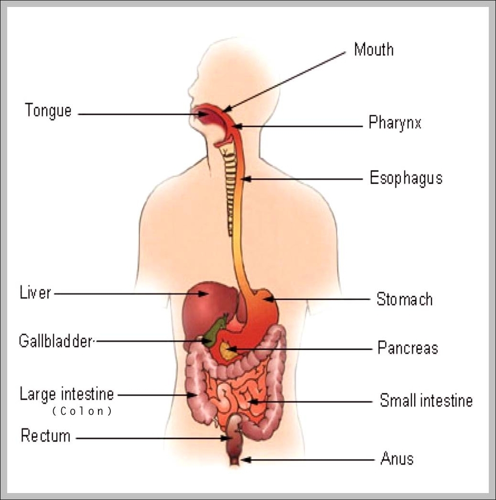 mechanical digestion in stomach