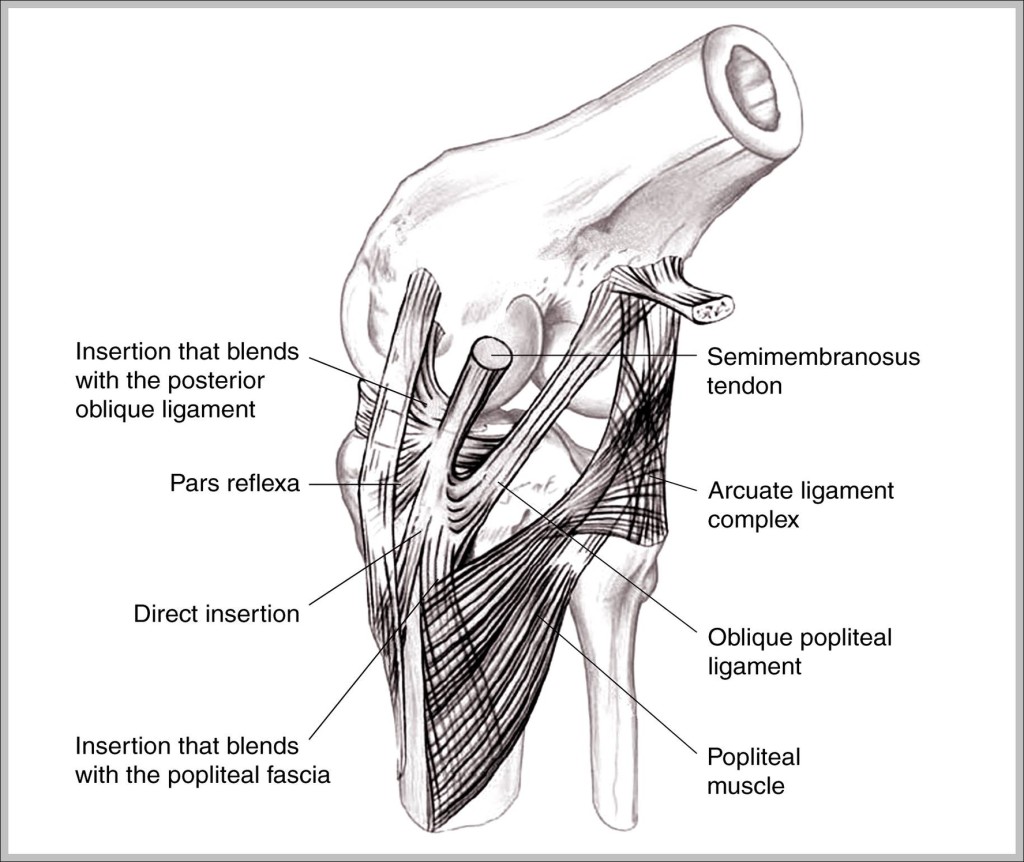 Medial collateral ligament - Graph Diagram