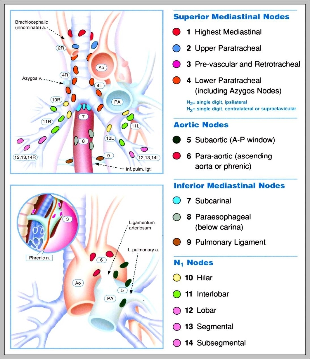 mediastinal nodes