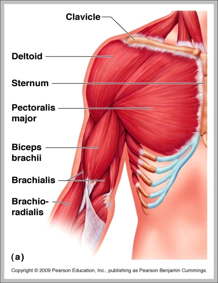 muscle anatomy arm 744x1006