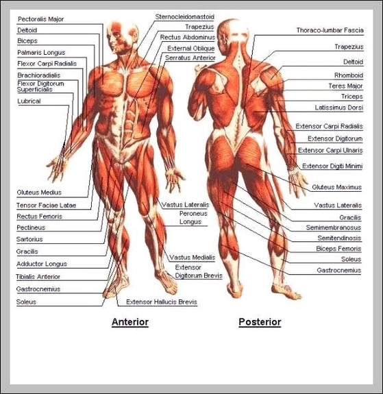 muscle body diagram