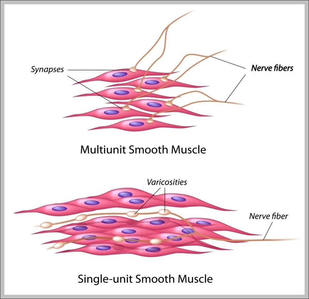 muscle cell types