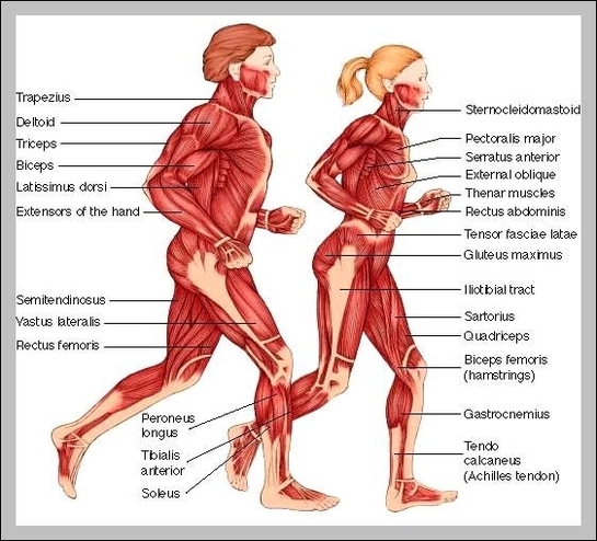 muscle diagram human