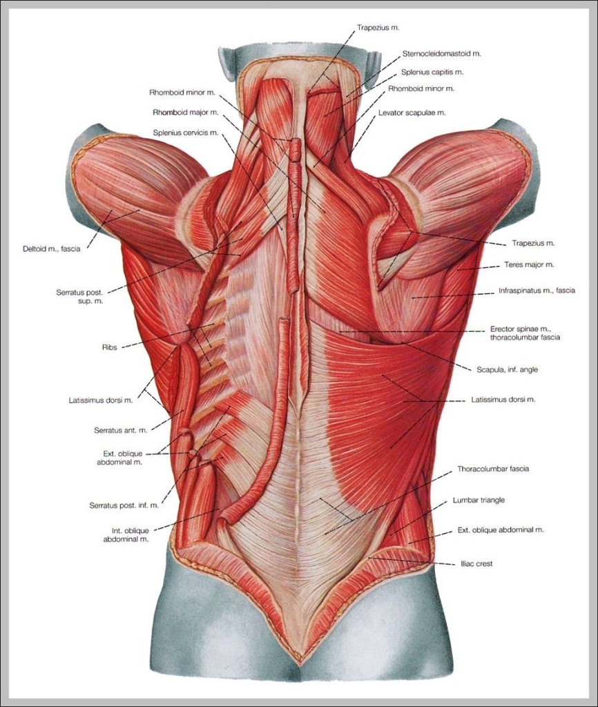 Muscle Diagram Of Back