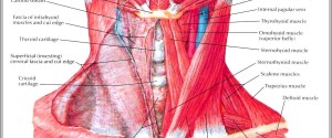 muscle in neck