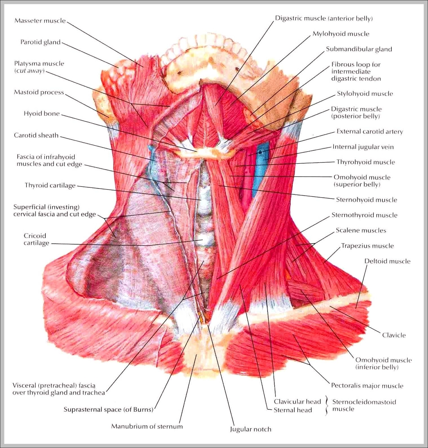 Neck Diagram