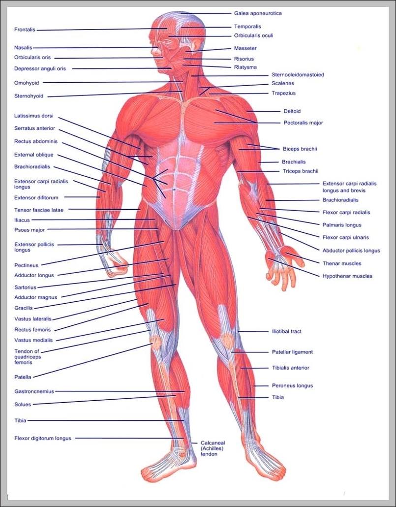 muscle of the body diagrams