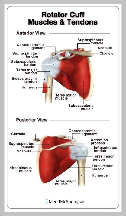 muscles and tendons in the shoulder