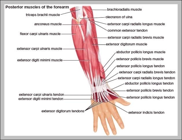 muscles in forearm