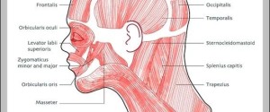 muscles in head and neck