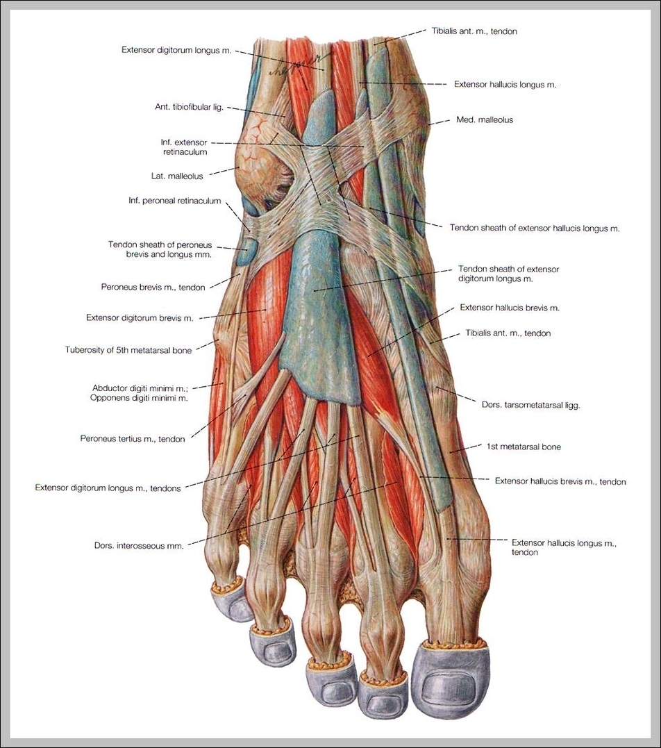muscles in the foot