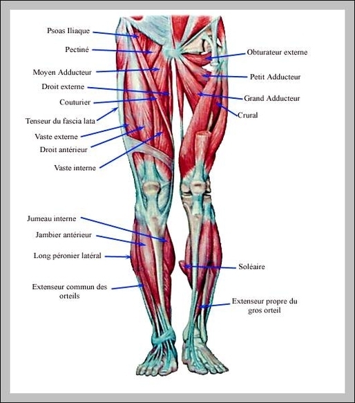 muscles in the human leg